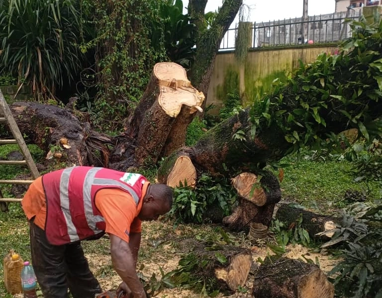 Service d’Abattage d’Arbres, Élagage & Découpe de Bois à Douala