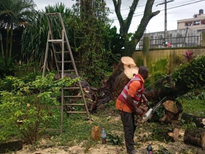 Service d’Abattage d’Arbres, Élagage & Découpe de Bois à Douala