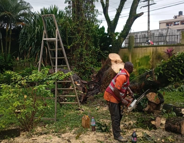 Service d’Abattage d’Arbres, Élagage & Découpe de Bois à Douala