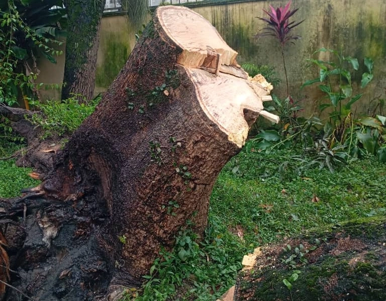 Service d’Abattage d’Arbres, Élagage & Découpe de Bois à Douala