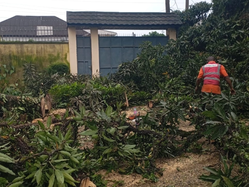 Service d’Abattage d’Arbres, Élagage & Découpe de Bois à Douala