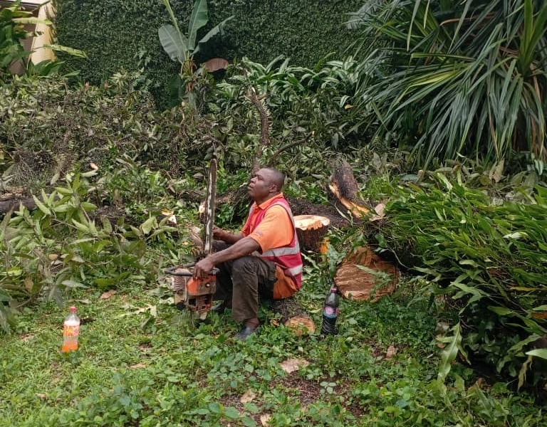 Service d’Abattage d’Arbres, Élagage & Découpe de Bois à Douala