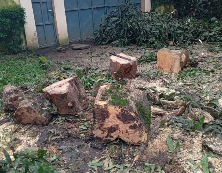 Service d’Abattage d’Arbres, Élagage & Découpe de Bois à Douala